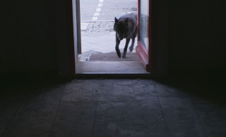 Wolf Kino Berlin - Über Wolf